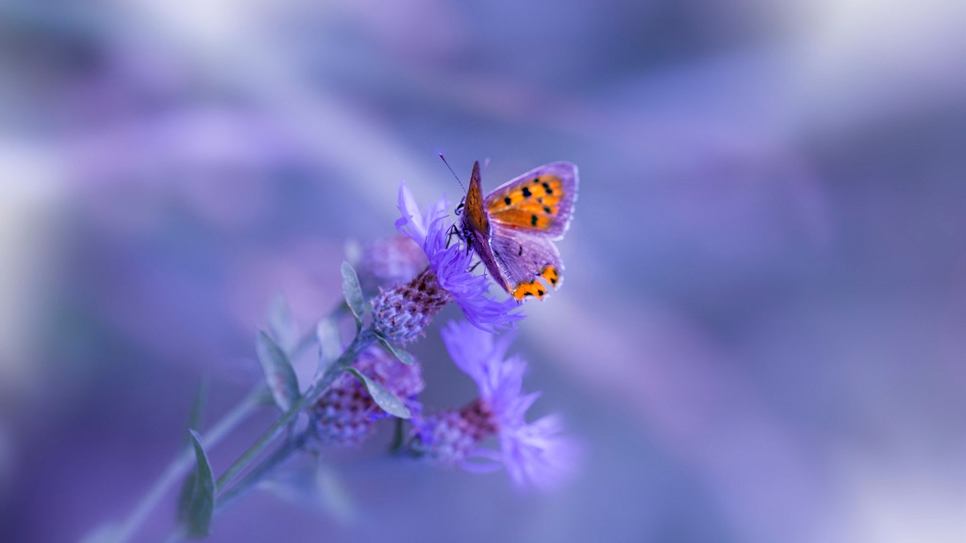 开云体育登录-篮网粉碎爵士！班凯罗连续得分狂飙，单骑救主拉开巨大差距