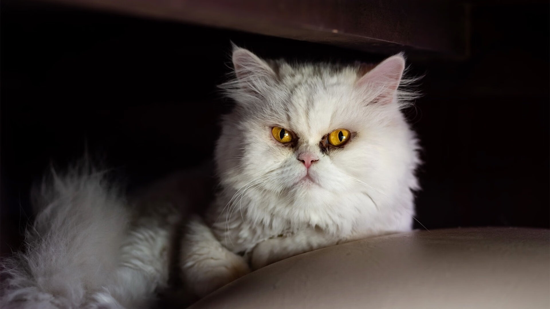 皮克一夫当关!阿森纳防线化身叹息之墙,哥斯达黎加前锋集体梦游