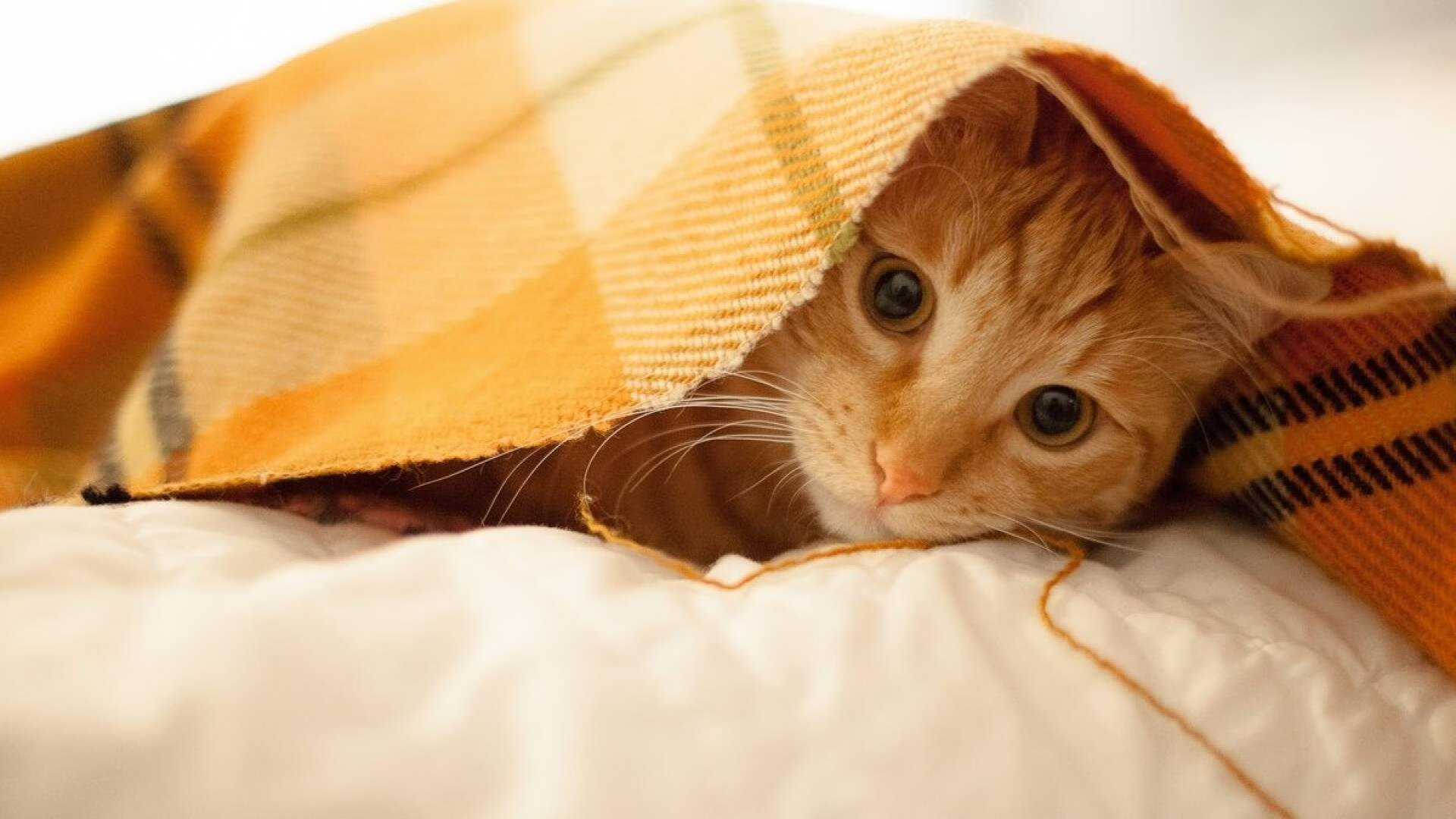 开云体育APP下载-引擎轰鸣与地板摩擦，当赛道争锋映照球场硬仗—快船力克浙江队的冠军启示录